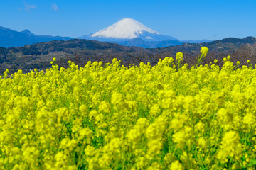 Fototapeta premium Mt fuji and rape blossoms in full bloom seen from Azumayama Park