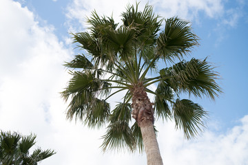 Palm tree on blue sky backgrounds