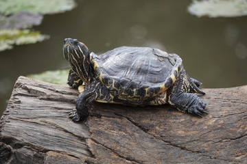 turtle on a rock