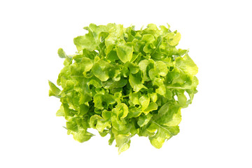 Fresh green oak romaine lettuce vegetable for salad with nutrient for health isolated on white background, dietary and agriculture and harvest for nutrition, healthy food concept.