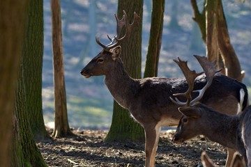 Fallow deer (Dama Dama) in natural environment, Carpathian forest, Slovakia, Europe