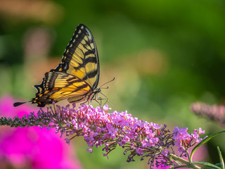 Papilio glaucus, eastern tiger swallowtail,