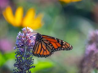 Monarch butterfly,Danaus plexippus
