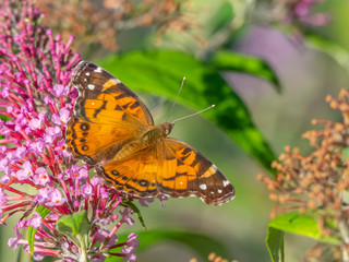 Red admiral butterflu in summer