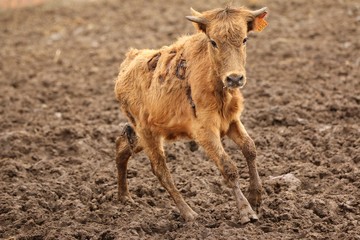 Fototapeta premium calf bull in the wild 