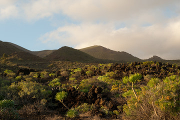Obraz premium Paisaje y vegetación endémica al atardecer en el municipio de Fuencaliente, en la isla canaria de La Palma