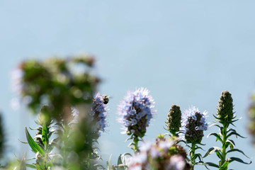 Pride of madeira flower close up shot with blurry background