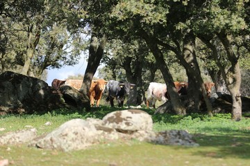 calf bull in the wild 