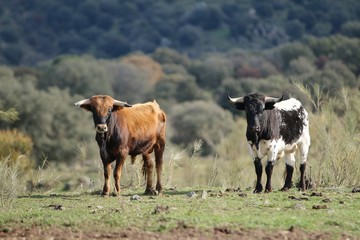 calf bull in the wild 