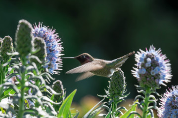 Pride of madeira flower close up shot with blurry background with blurry unfocused hummingbird while flying and trying to eat it's nectar. Macro image of small bird fast shutter © Bill