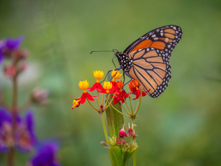 Monarch butterfly,Danaus plexippus