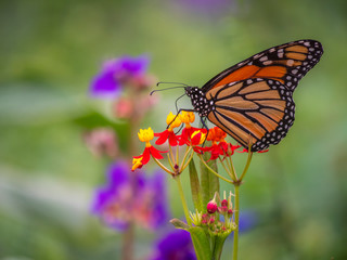 Fototapeta na wymiar Monarch butterfly,Danaus plexippus