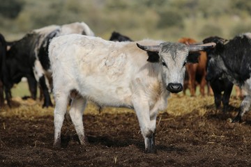 calf bull in the wild 