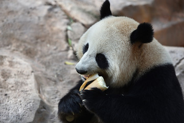 Fototapeta premium Close-up of Giant Panda in China