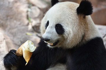 Obraz premium Close-up of Giant Panda in China
