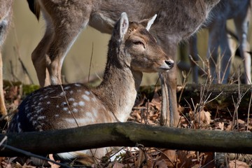 Fallow deer (Dama Dama) in natural environment, Carpathian forest, Slovakia, Europe