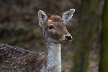 Fallow deer (Dama Dama) in natural environment, Carpathian forest, Slovakia, Europe