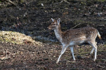 Naklejka na ściany i meble Fallow deer (Dama Dama) in natural environment, Carpathian forest, Slovakia, Europe