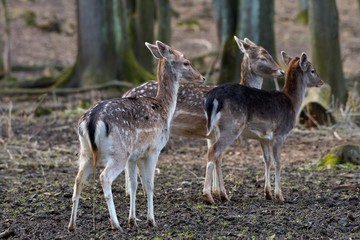 Naklejka na ściany i meble Fallow deer (Dama Dama) in natural environment, Carpathian forest, Slovakia, Europe