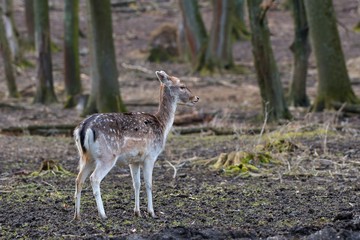Fallow deer (Dama Dama) in natural environment, Carpathian forest, Slovakia, Europe