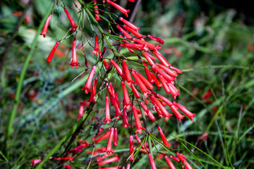 Red flowers bells close up