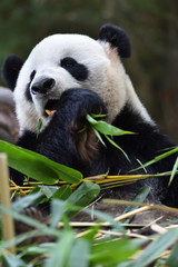 Close-up of Giant Panda in China