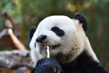 Fototapeta premium Close-up of Giant Panda in China