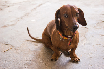 Little dog serious and eye.dng