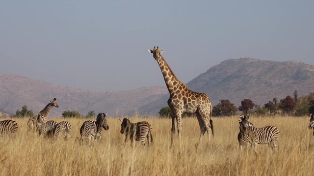 A wary South African giraffe (Giraffa camelopardalis giraffa) cow, with her young calf, accompanied by a herd of zebras, during the late morning, in the South African bushveld.