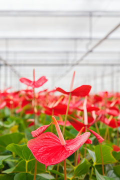 Blooming red anthurium plants in a Dutch greenhouse