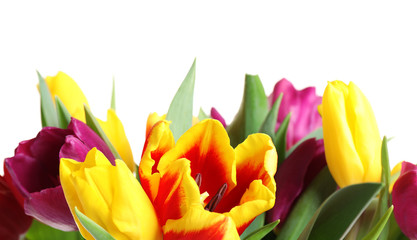 Obraz premium Beautiful bright spring tulips on white background