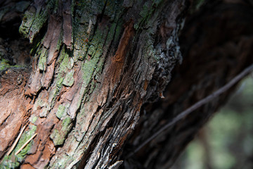 Tree bark with green moss background. Nature texture.