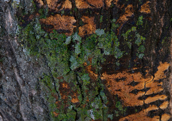 Tree bark with green moss background. Nature texture.