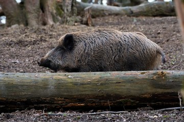 Herd of wild boar feeding in Danube forest, Slovakia, Europe
