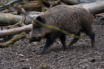 Herd of wild boar feeding in Danube forest, Slovakia, Europe
