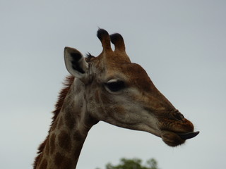 Obraz premium South Africa - Kruger Park