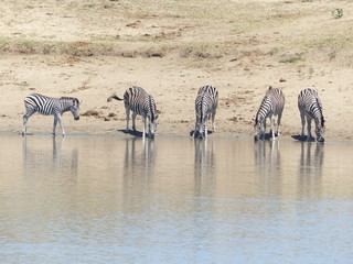 Fototapeta na wymiar Zebras in Kruger park - South Africa