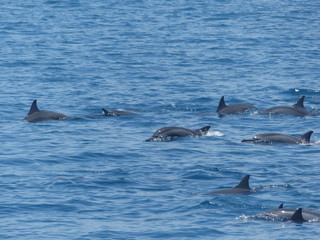 dolphins - Maldive Islands