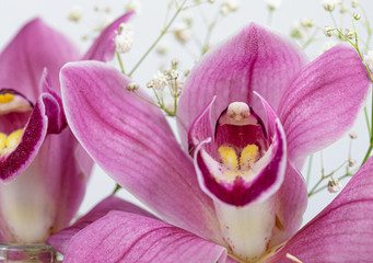 Fototapeta na wymiar Pink. Orchid. Flower Head. Soft. Nature