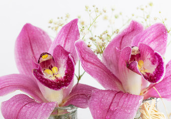Fototapeta na wymiar Pink. Orchid. Flower. Head. Soft. Water Drops
