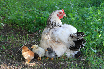 A chicken sits with colorful chickens on a summer day