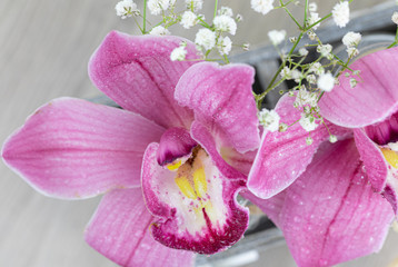Pink. Orchid. Flower. Head. Soft. Water. Drops