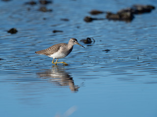 沼地を歩くタカブシギ