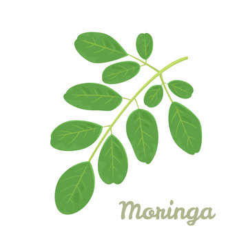 Moringa oleifera leaves Isolated on white background. Vector illustration of green moringa branch in cartoon flat style. Superfood icon.