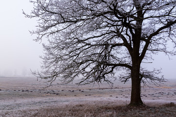Łagodna zima na Podlasiu, Dolina Narwi, Narwiańskie łąki i grądy © podlaski49