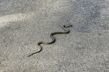 Fototapeta na wymiar Long grass-snake on the asphalt road