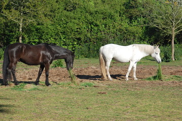 Horses in a meadow in Brittany