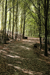 Curved foliage covered road in woods