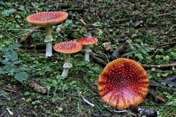 Some toadstools on wet soil in woods