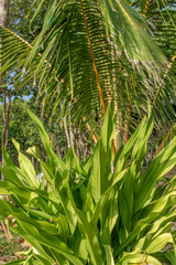 Obraz na płótnie Canvas green background palm tree and succulent 